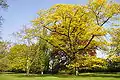Schlosspark