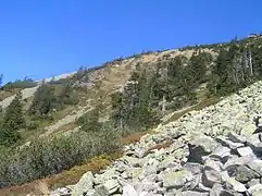 Felsenmeer und typische Vegetation am Ziegenrücken