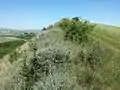 Die Hangoberkante mit dem Vorkommen der Hornmelde, rechts vom Weg eine landwirtschaftliche Monokultur.