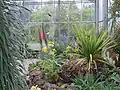 Botanischer Garten, Gewächshaus für Sukkulente und Pflanzen der Kanarischen Inseln.