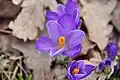 Einzelblüte Frühlings-Krokus Crocus vernus s. str. in Zavelstein