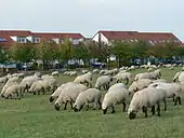 Schafbeweidung im Landschaftsraum Kronsberg