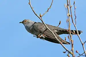 Kuckuck,Vogel des Jahres