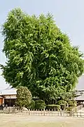 Alter Ginkgo