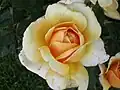 ‘Kupferkönigin’, Kordes, 1996
