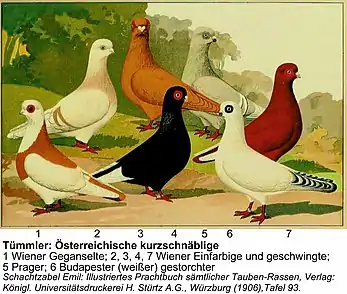 Kurzschnäbelige Tümmler Tauben
