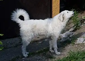 Kuvasz