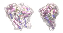 Kynureninase