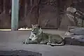 Löwen
