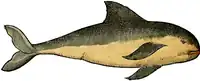 S. 29v: Phocoena phocoena