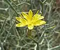 Korbblüte