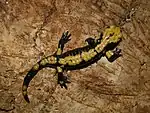Aurora-Alpensalamander