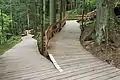 Waldentdeckersteg