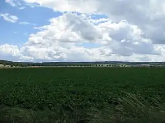 Blick etwa von Ottbergen südostwärts zum Vorholz beim Langen Berg