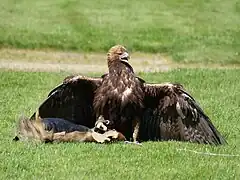Steinadler (Aquila chrysaetos)
