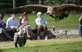 Gänsegeier (Gyps fulvus)