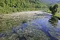 Die Semoy mit blühenden Wasserpflanzen