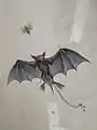 Fledermaus von Schnug an der Boutique Culture in Straßburg