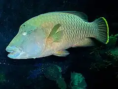 Napoleon-Lippfisch
