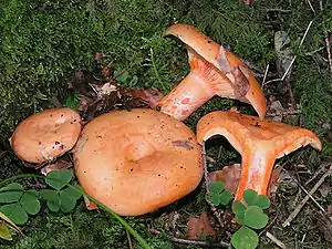 Lachs-ReizkerLactarius salmonicolor