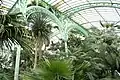 Innenansicht des "Serre du Congo"