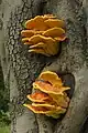Laetiporus gilbertsonii