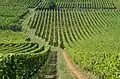 Lage „Romanée-Conti“ links und „Les Richebourgs“ rechts