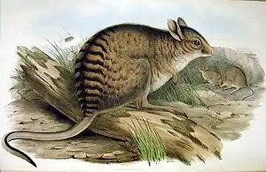 Gebändertes Hasenkänguru