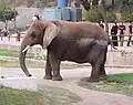 Der Elefant steht in einem Gehege und ist grau-braun.