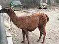Lama im Streichelzoo