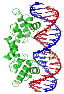 Der Lambda-Repressor mit Helix-Turn-Helix-Motiv an DNA gebunden