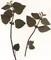 Gewöhnliche Goldnessel (Lamium galeobdolon s.str.) (Herbarbeleg)