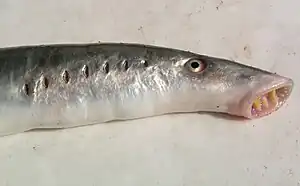 Flussneunauge