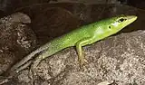 Smaragdskink in Lore