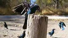 Glanzstar auf einem Holzpflock