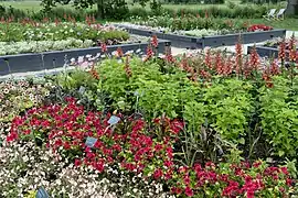 Blumen im "Wörnitzpark"