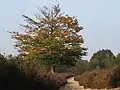 Herbstlandschaft im Gebiet Amerongse Berg