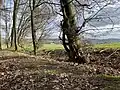 Eine alte Hainbuche neben der Landwehr. Nachkomme der ehemaligen Wallbepflanzung