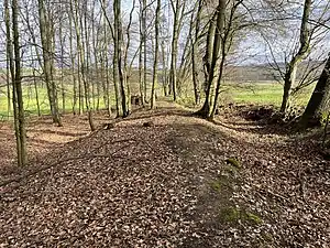 Die Landwehr bei Wersau ist heute noch von typischem Gebück-Gehölz umgeben
