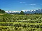 Landwirtschaft im Gürbetal in der Nähe von Toffen. Im Hintergrund die Berner Vor- und Hochalpen u. a. mit dem Niesen.