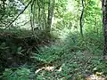 Erdwälle im Wald, vom Wegesrand zu erkennen