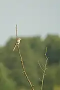 Neuntöter Jungvogel