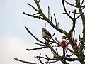 Mackinnonwürger (Lanius mackinnoni)