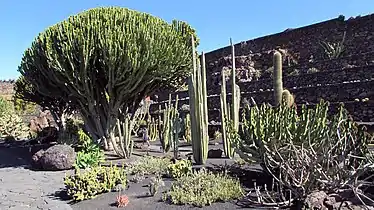 Euphorbia candelabrum, Ansicht 2019