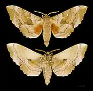 Pappelschwärmer-Männchen, Ober- und Unterseite