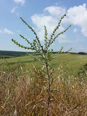 Der Kletten-Igelsame (Lappula squarrosa) tritt am Zeiserlberg auf einer Brache auf und ist in Österreich gefährdet.