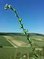 Kletten-Igelsame (Lappula squarrosa), in Österreich gefährdet.