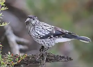 Himalayahäher