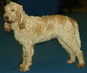 Grand Griffon Vendéen