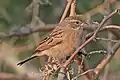 Lark-like Bunting